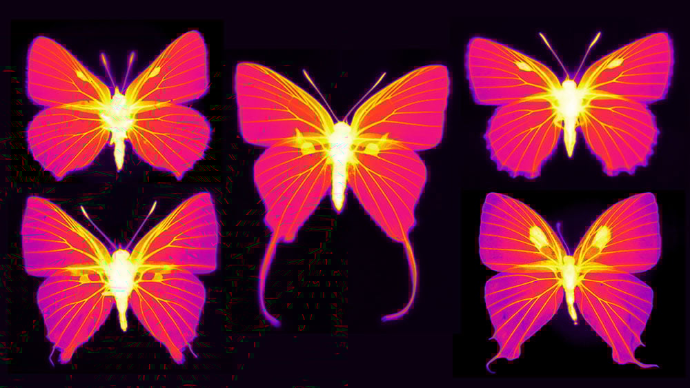 Butterflies Infrared-imaging-of-butterflies-in-the-family-Lycaenidae 1.jpg